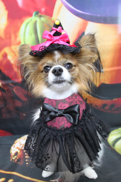 千葉県鎌ヶ谷市のパピヨンのトリミング画像