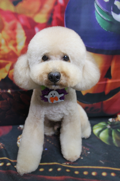 千葉県船橋市のトイプードルのトリミング画像