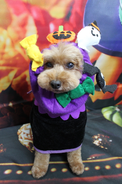 千葉県船橋市のトイプードルのトリミング画像