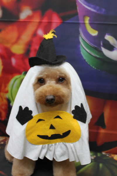 東京都大田区のトイプードルのトリミング画像