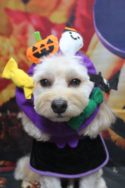 千葉県鎌ヶ谷市のミックス犬のトリミング画像