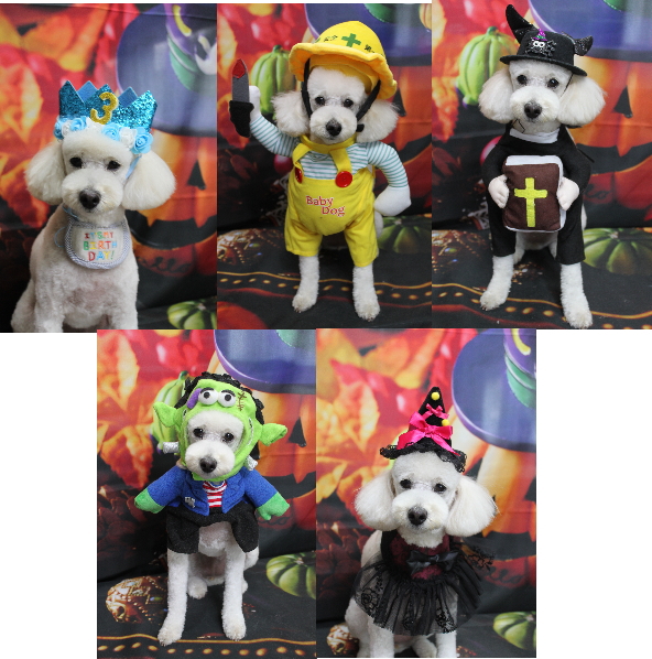 千葉県鎌ヶ谷市のトイプードルのトリミング画像