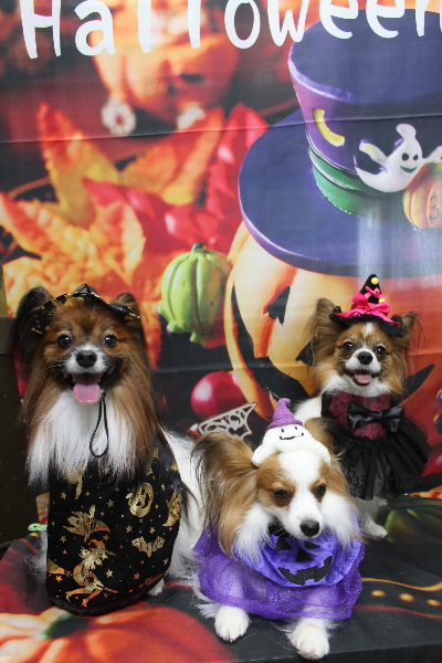 千葉県鎌ヶ谷市のパピヨンのトリミング画像