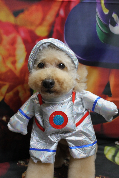 千葉県船橋市のトイプードルのトリミング画像