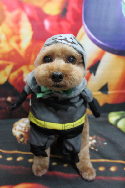 千葉県船橋市のトイプードルのトリミング画像