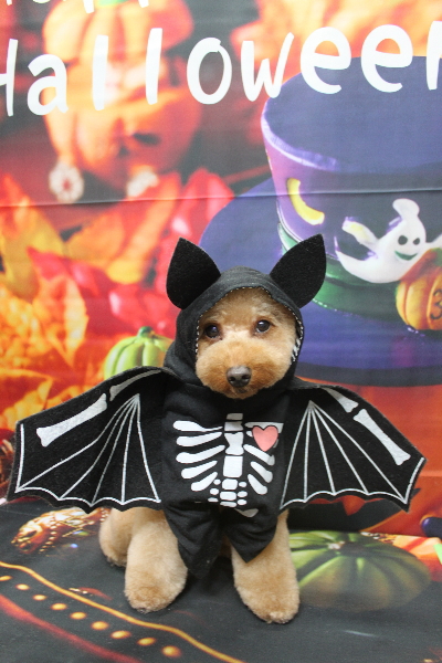 東京都大田区のトイプードルのトリミング画像