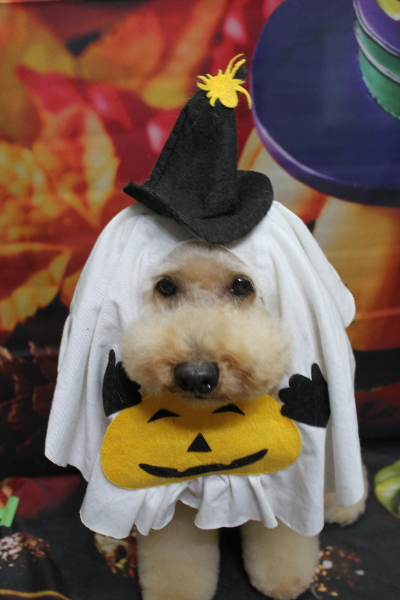 千葉県船橋市のトイプードルのトリミング画像