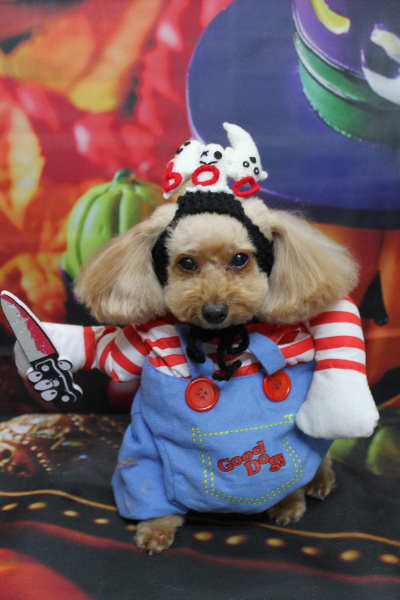 千葉県船橋市のトイプードルのトリミング画像