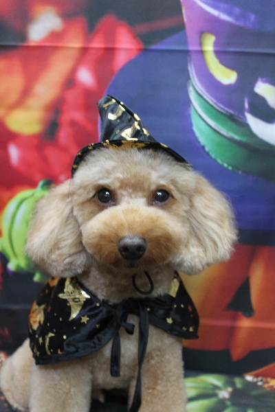 東京都大田区のトイプードルのトリミング画像