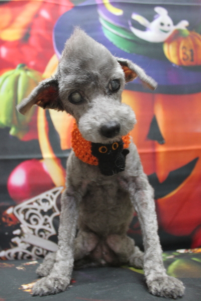 千葉県船橋市のトイプードルのトリミング画像