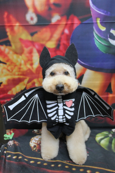 千葉県船橋市のトイプードルのトリミング画像