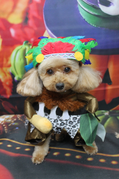 千葉県船橋市のトイプードルのトリミング画像