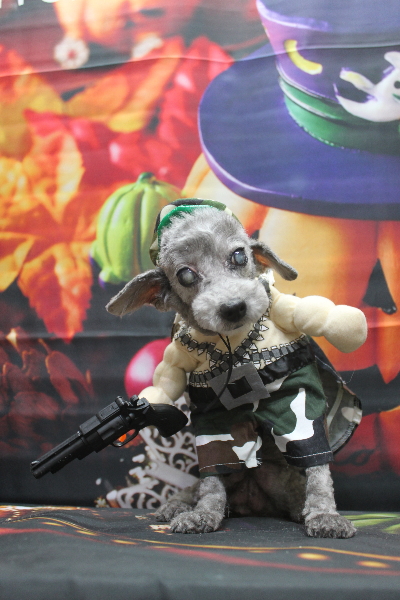 千葉県船橋市のトイプードルのトリミング画像