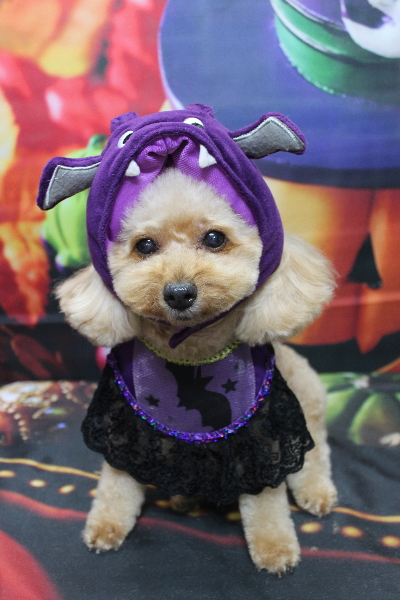 千葉県船橋市のトイプードルのトリミング画像