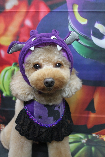 東京都大田区のトイプードルのトリミング画像