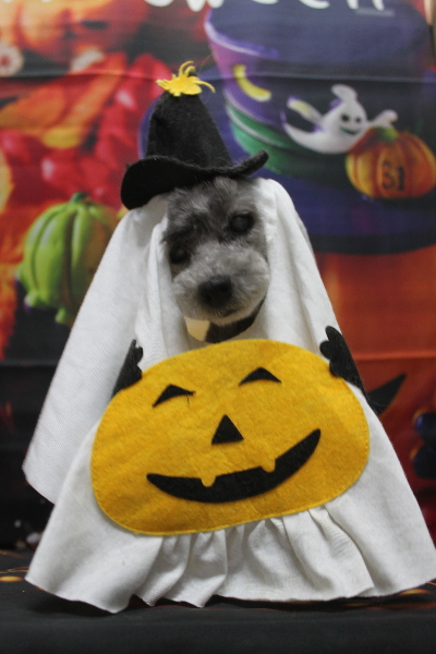 千葉県船橋市のトイプードルのトリミング画像