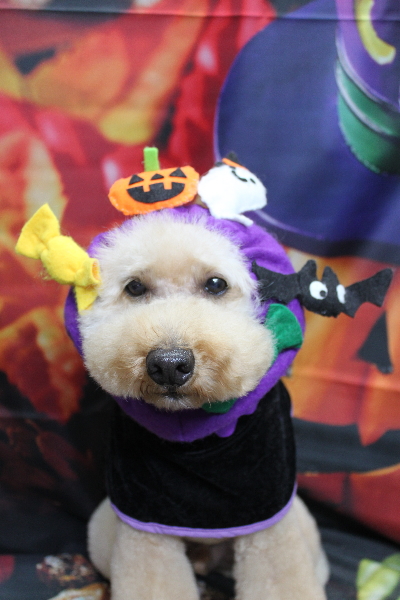 千葉県船橋市のトイプードルのトリミング画像