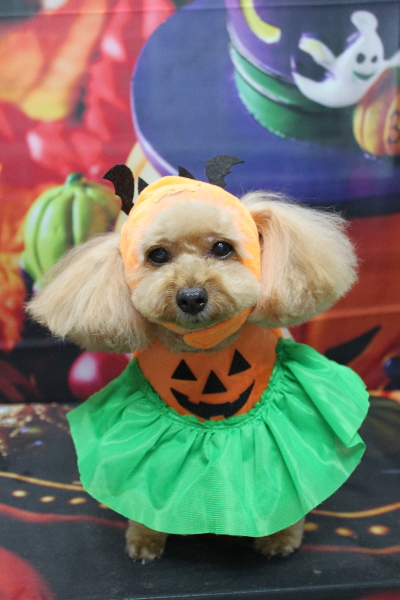 千葉県船橋市のトイプードルのトリミング画像
