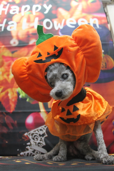 千葉県船橋市のトイプードルのトリミング画像