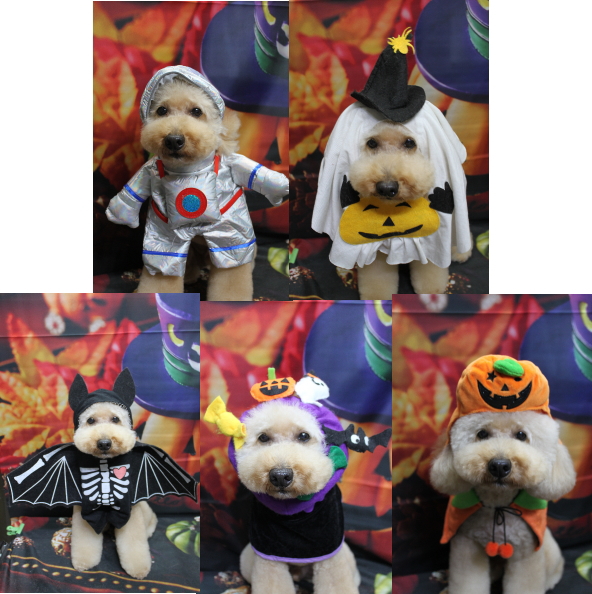 千葉県船橋市のトイプードルのトリミング画像