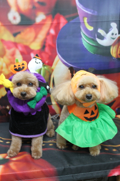 千葉県船橋市のトイプードルのトリミング画像