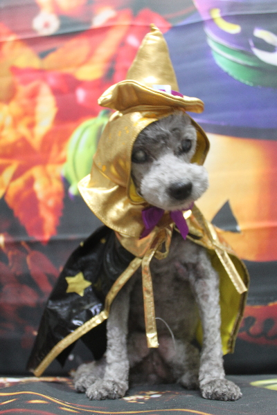 千葉県船橋市のトイプードルのトリミング画像