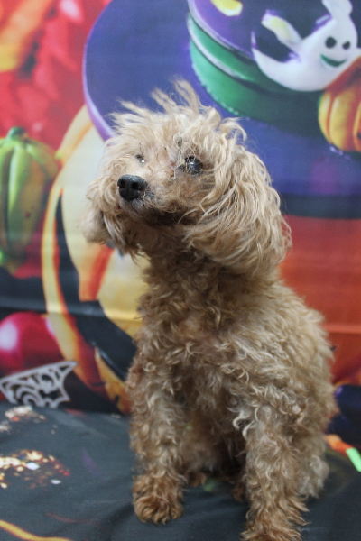 トイプードルブリーダーの成犬、トリミング前画像