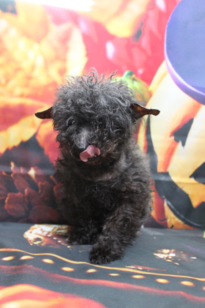 トイプードルブリーダーの成犬、トリミング画像