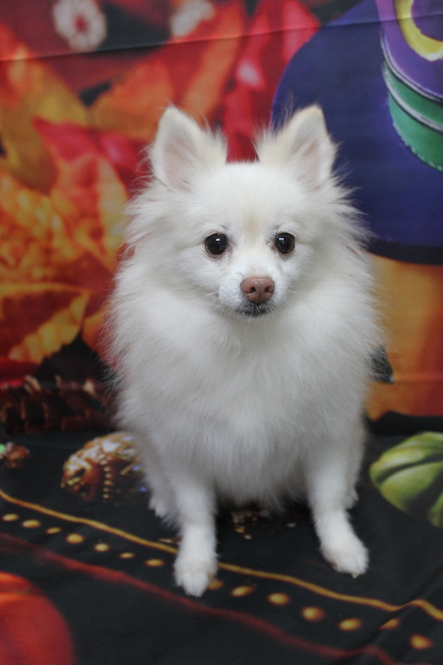 千葉県鎌ケ谷市ポメラニアンのトリミング前画像