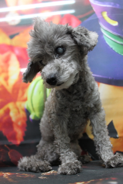 千葉県船橋市のトイプードルのトリミング前画像