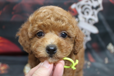 トイプードルブリーダーの子犬、トリミング画像