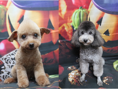 トイプードルブリーダーの成犬、トリミング画像