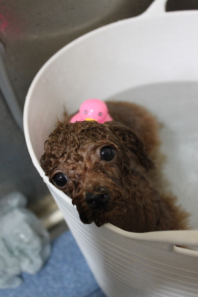 千葉県船橋市のトイプードルの炭酸泉画像