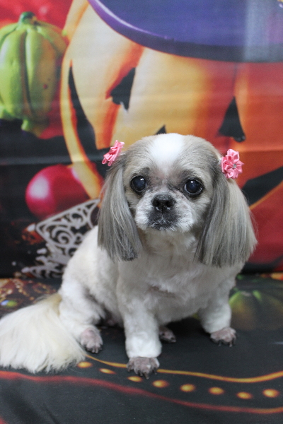 千葉県鎌ケ谷市のシーズーのトリミング画像