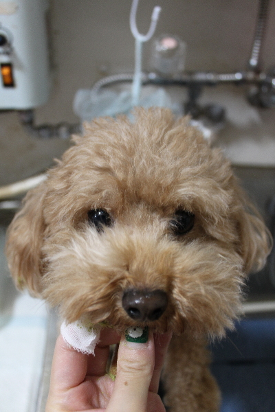 千葉県船橋市のトイプードルの歯磨き画像