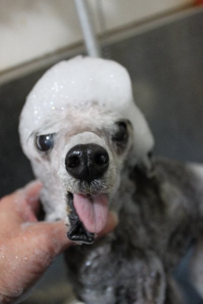 千葉県船橋市のトイプードルのシャンプー画像
