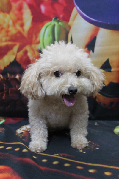 千葉県鎌ケ谷市のトイプードルのトリミング前画像