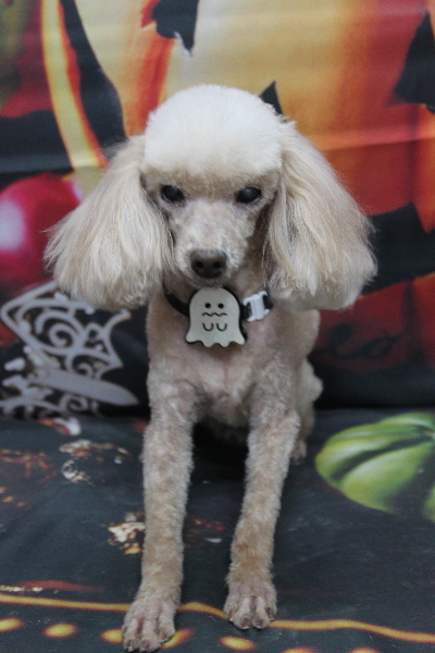 千葉県船橋市のトイプードルのトリミング画像