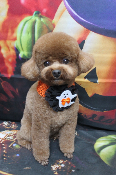 千葉県鎌ケ谷市トイプードルのトリミング画像