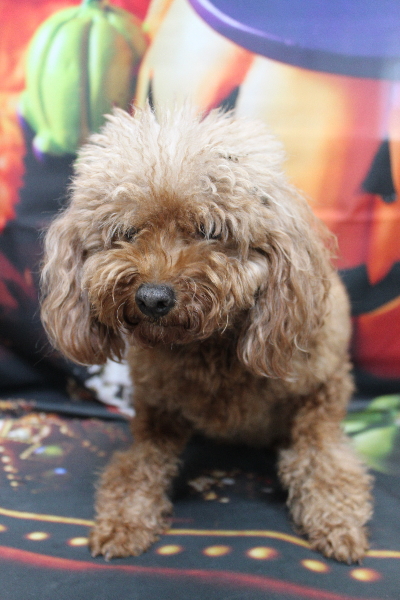 トイプードルブリーダーの成犬、トリミング前画像