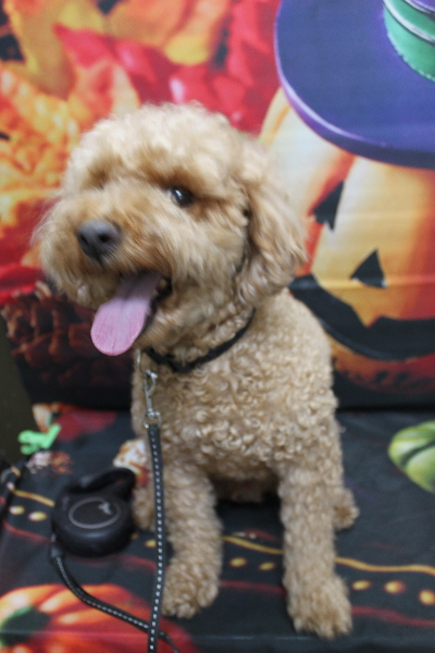 千葉県船橋市のトイプードルのトリミング前画像