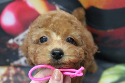 トイプードルブリーダーの子犬、トリミング画像