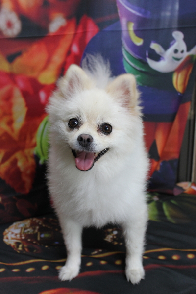 東京都港区のポメラニアンのトリミング前画像