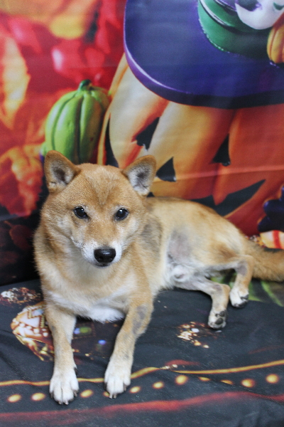 千葉県船橋市の豆柴のトリミング前画像