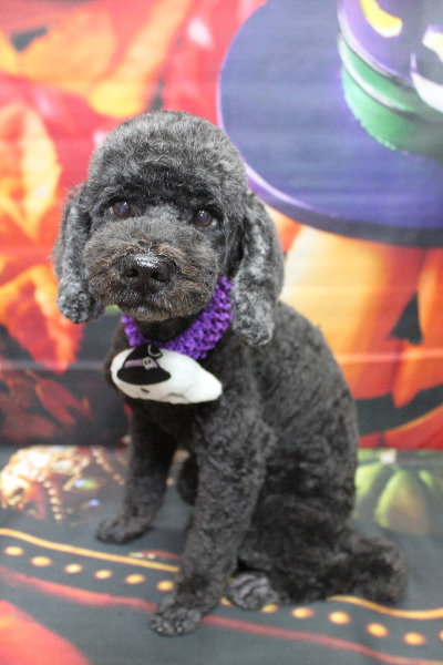 千葉県松戸市のトイプードルのトリミング画像