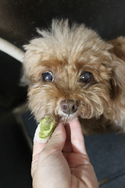 千葉県船橋市のトイプードルの歯磨き画像