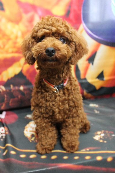 千葉県鎌ヶ谷市のトイプードルのトリミング前画像