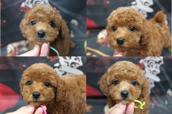 トイプードルブリーダーの子犬、トリミング画像