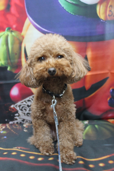 千葉県市川市のトイプードルのトリミング前画像