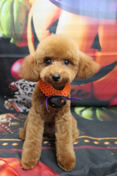 千葉県船橋市のトイプードルのトリミング画像